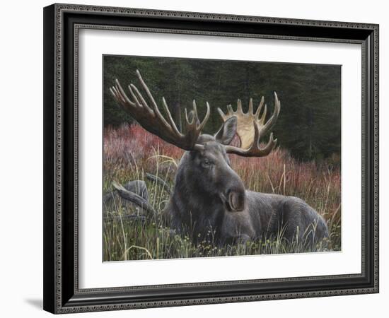 Recumbent Moose-Kevin Daniel-Framed Art Print