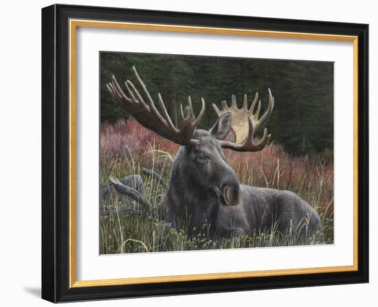 Recumbent Moose-Kevin Daniel-Framed Art Print