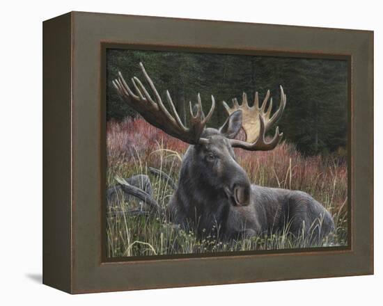 Recumbent Moose-Kevin Daniel-Framed Stretched Canvas