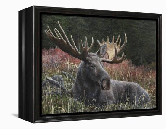 Recumbent Moose-Kevin Daniel-Framed Stretched Canvas