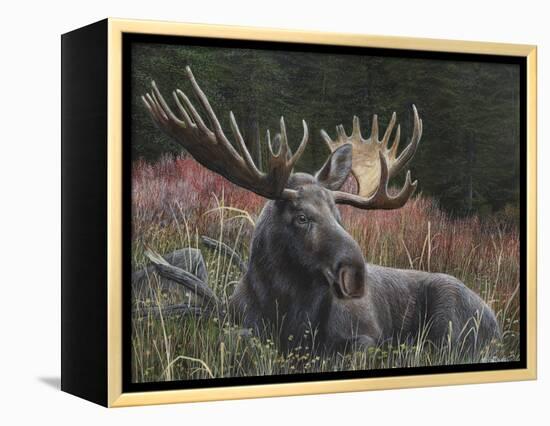 Recumbent Moose-Kevin Daniel-Framed Stretched Canvas