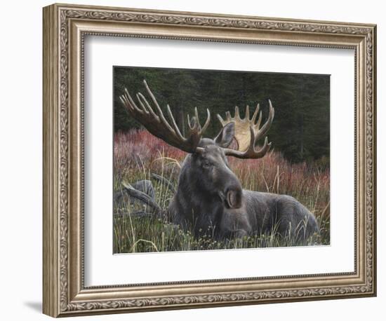 Recumbent Moose-Kevin Daniel-Framed Art Print