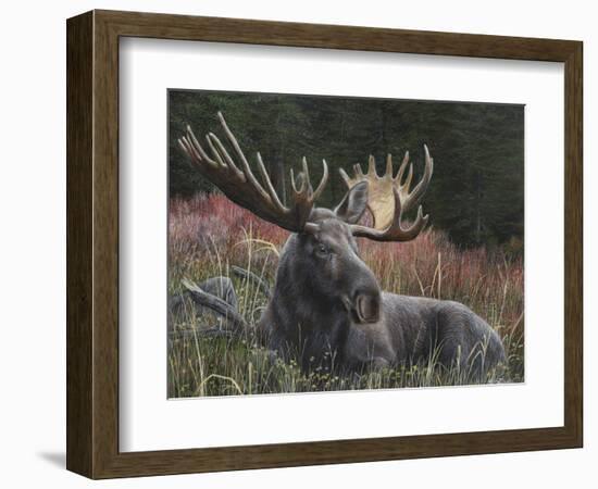 Recumbent Moose-Kevin Daniel-Framed Art Print