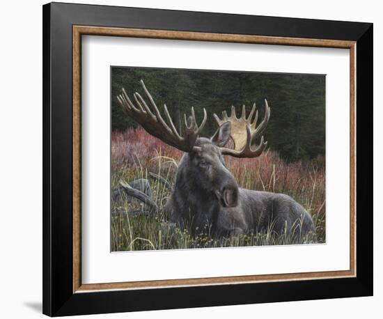 Recumbent Moose-Kevin Daniel-Framed Art Print