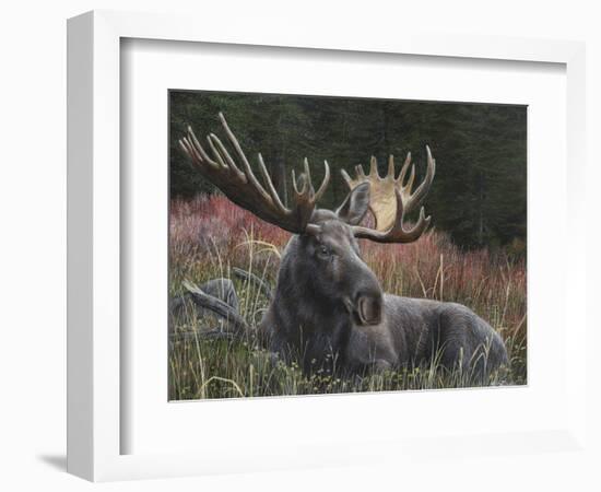 Recumbent Moose-Kevin Daniel-Framed Art Print