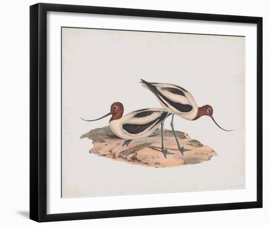 Recurvirostra Rubricollis-John Gould-Framed Giclee Print