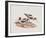 Recurvirostra Rubricollis-John Gould-Framed Giclee Print