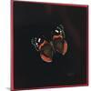 Red Admiral Butterfly, 2001-Amelia Kleiser-Mounted Giclee Print