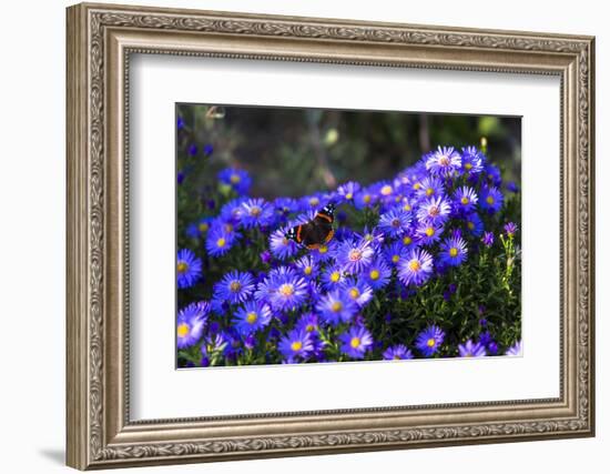 Red Admiral Butterfly Sitting on Flowers-Markus Leser-Framed Photographic Print