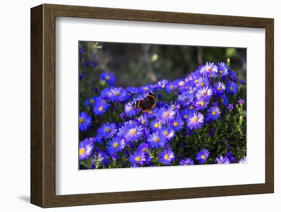 Red Admiral Butterfly Sitting on Flowers-Markus Leser-Framed Photographic Print