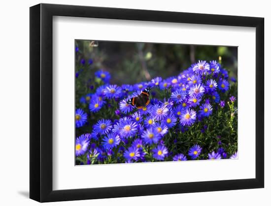 Red Admiral Butterfly Sitting on Flowers-Markus Leser-Framed Photographic Print