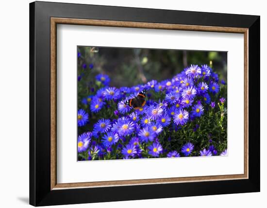 Red Admiral Butterfly Sitting on Flowers-Markus Leser-Framed Photographic Print