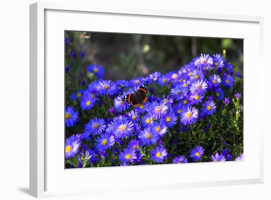 Red Admiral Butterfly Sitting on Flowers-Markus Leser-Framed Photographic Print