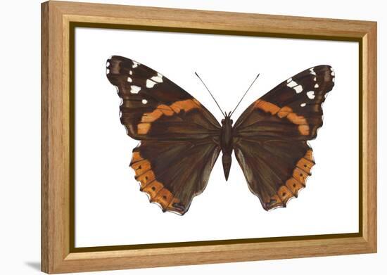 Red Admiral Butterfly (Vanessa Atalanta), Insects-Encyclopaedia Britannica-Framed Stretched Canvas