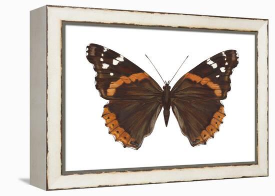 Red Admiral Butterfly (Vanessa Atalanta), Insects-Encyclopaedia Britannica-Framed Stretched Canvas