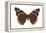 Red Admiral Butterfly (Vanessa Atalanta), Insects-Encyclopaedia Britannica-Framed Stretched Canvas