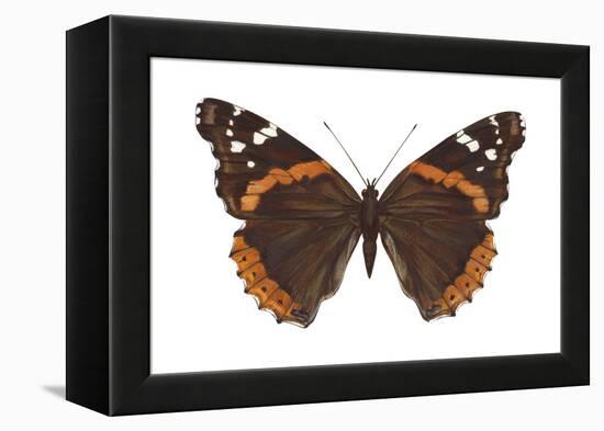 Red Admiral Butterfly (Vanessa Atalanta), Insects-Encyclopaedia Britannica-Framed Stretched Canvas