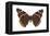 Red Admiral Butterfly (Vanessa Atalanta), Insects-Encyclopaedia Britannica-Framed Stretched Canvas