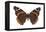 Red Admiral Butterfly (Vanessa Atalanta), Insects-Encyclopaedia Britannica-Framed Stretched Canvas