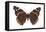 Red Admiral Butterfly (Vanessa Atalanta), Insects-Encyclopaedia Britannica-Framed Stretched Canvas