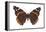 Red Admiral Butterfly (Vanessa Atalanta), Insects-Encyclopaedia Britannica-Framed Stretched Canvas