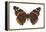 Red Admiral Butterfly (Vanessa Atalanta), Insects-Encyclopaedia Britannica-Framed Stretched Canvas