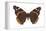 Red Admiral Butterfly (Vanessa Atalanta), Insects-Encyclopaedia Britannica-Framed Stretched Canvas