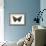 Red Admiral Butterfly (Vanessa Atalanta), Insects-Encyclopaedia Britannica-Framed Art Print displayed on a wall