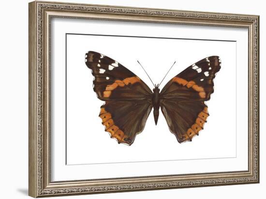 Red Admiral Butterfly (Vanessa Atalanta), Insects-Encyclopaedia Britannica-Framed Art Print