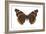 Red Admiral Butterfly (Vanessa Atalanta), Insects-Encyclopaedia Britannica-Framed Art Print