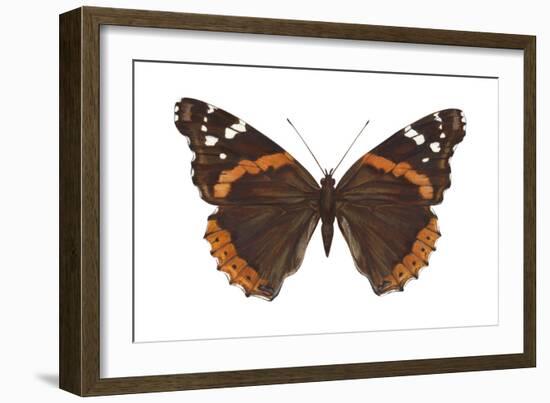 Red Admiral Butterfly (Vanessa Atalanta), Insects-Encyclopaedia Britannica-Framed Art Print