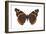 Red Admiral Butterfly (Vanessa Atalanta), Insects-Encyclopaedia Britannica-Framed Art Print