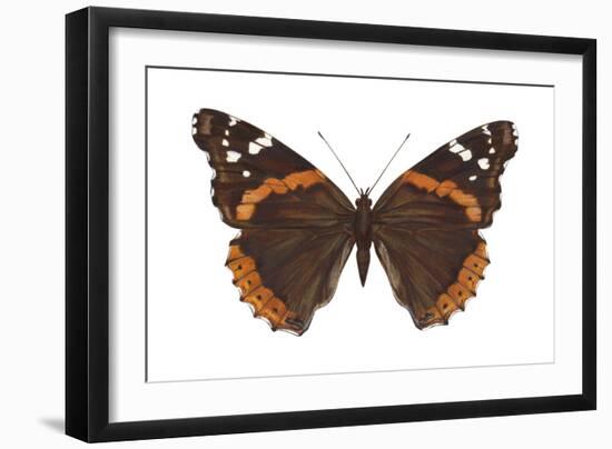 Red Admiral Butterfly (Vanessa Atalanta), Insects-Encyclopaedia Britannica-Framed Art Print