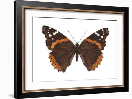 Red Admiral Butterfly (Vanessa Atalanta), Insects-Encyclopaedia Britannica-Framed Art Print