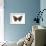 Red Admiral Butterfly (Vanessa Atalanta), Insects-Encyclopaedia Britannica-Framed Art Print displayed on a wall