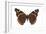 Red Admiral Butterfly (Vanessa Atalanta), Insects-Encyclopaedia Britannica-Framed Art Print