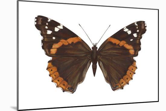 Red Admiral Butterfly (Vanessa Atalanta), Insects-Encyclopaedia Britannica-Mounted Art Print