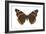 Red Admiral Butterfly (Vanessa Atalanta), Insects-Encyclopaedia Britannica-Framed Art Print