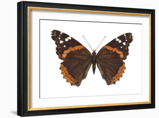 Red Admiral Butterfly (Vanessa Atalanta), Insects-Encyclopaedia Britannica-Framed Art Print