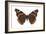 Red Admiral Butterfly (Vanessa Atalanta), Insects-Encyclopaedia Britannica-Framed Art Print