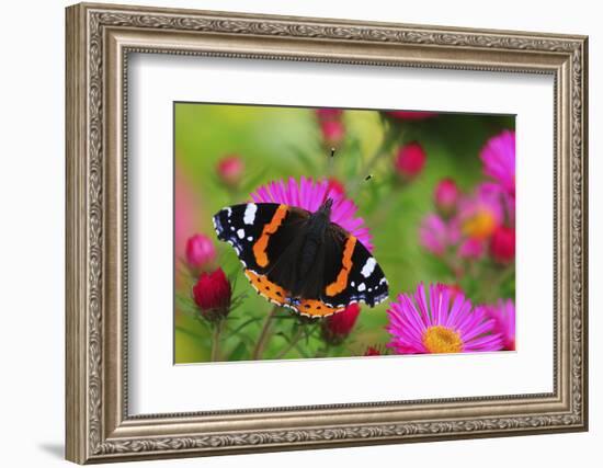 Red Admiral Butterfly (Vanessa Atalanta) On Michaelmas Daisy Flowers. Dorset, UK, October 2012-Colin Varndell-Framed Photographic Print