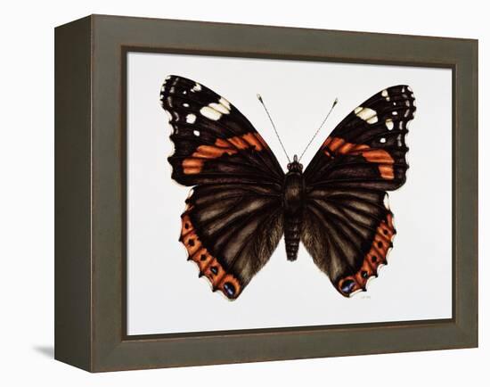 Red Admiral Butterfly-Lizzie Harper-Framed Premier Image Canvas