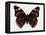 Red Admiral Butterfly-Lizzie Harper-Framed Premier Image Canvas