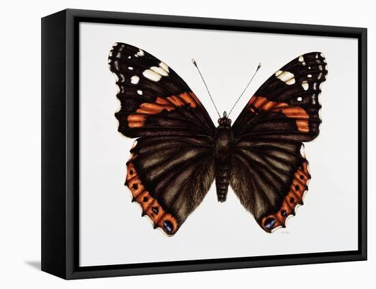 Red Admiral Butterfly-Lizzie Harper-Framed Premier Image Canvas