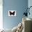 Red Admiral Butterfly-Lizzie Harper-Premium Photographic Print displayed on a wall