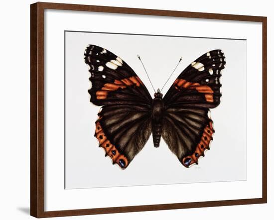 Red Admiral Butterfly-Lizzie Harper-Framed Photographic Print