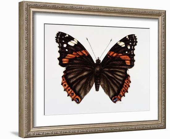 Red Admiral Butterfly-Lizzie Harper-Framed Photographic Print