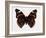 Red Admiral Butterfly-Lizzie Harper-Framed Photographic Print