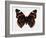 Red Admiral Butterfly-Lizzie Harper-Framed Photographic Print