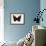 Red Admiral Butterfly-Lizzie Harper-Framed Photographic Print displayed on a wall